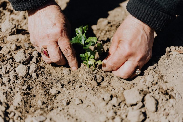 Pousse de plante dans la terre