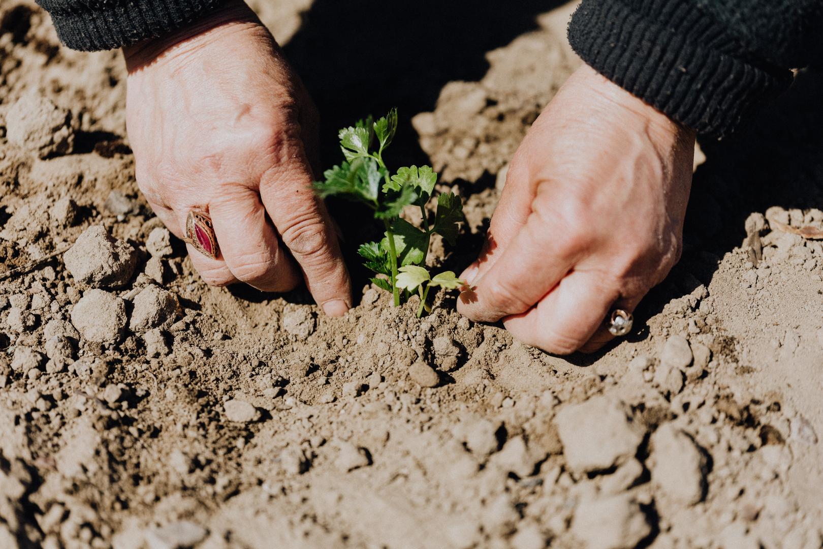 Pousse de plante dans la terre